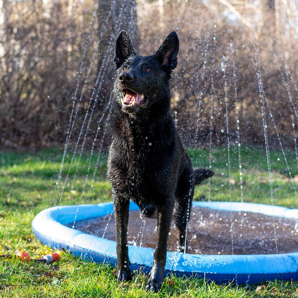 Dog Splash Pool